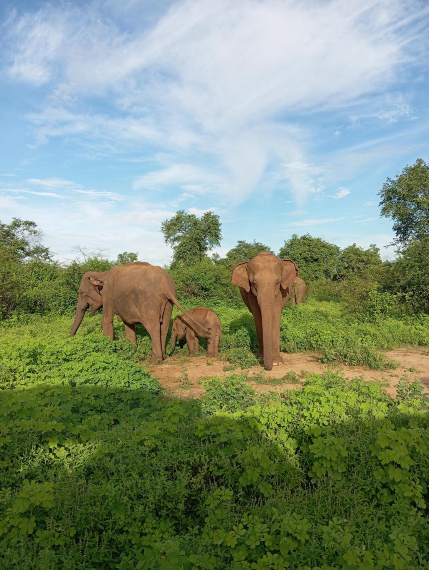 Tusker'S Paradise Safari Villa Удавалаве Экстерьер фото