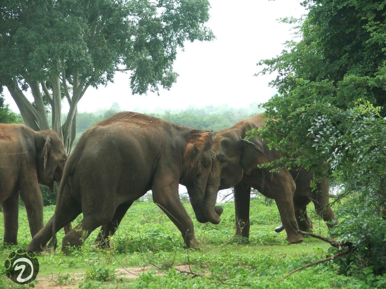 Tusker'S Paradise Safari Villa Удавалаве Экстерьер фото