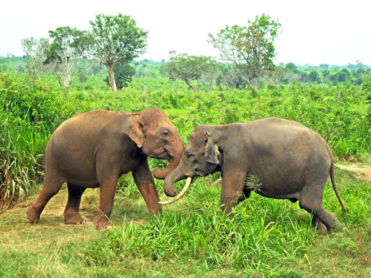 Tusker'S Paradise Safari Villa Удавалаве Экстерьер фото