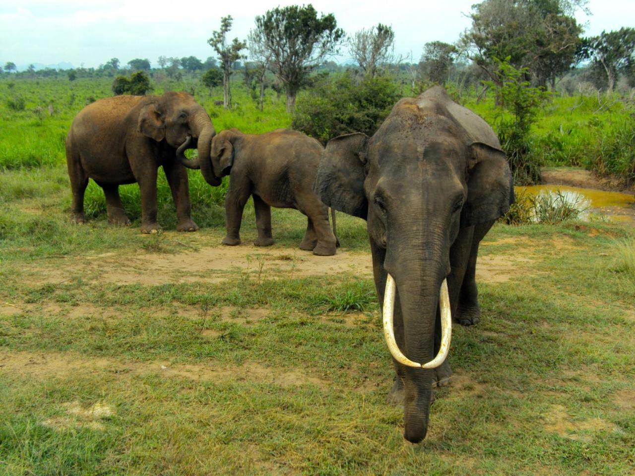 Tusker'S Paradise Safari Villa Удавалаве Экстерьер фото