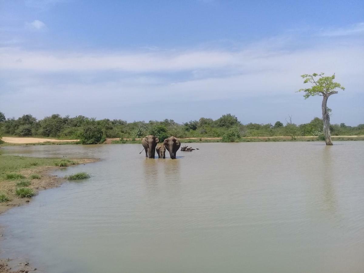 Tusker'S Paradise Safari Villa Удавалаве Экстерьер фото