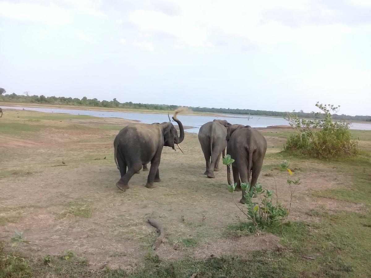 Tusker'S Paradise Safari Villa Удавалаве Экстерьер фото