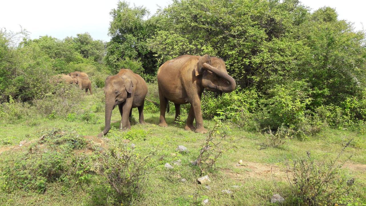 Tusker'S Paradise Safari Villa Удавалаве Экстерьер фото