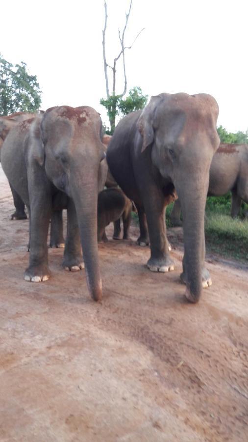 Tusker'S Paradise Safari Villa Удавалаве Экстерьер фото