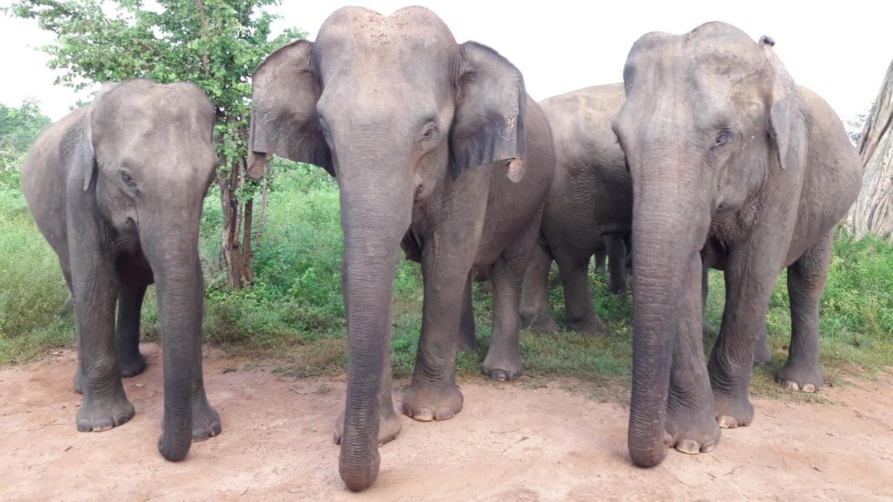 Tusker'S Paradise Safari Villa Удавалаве Экстерьер фото