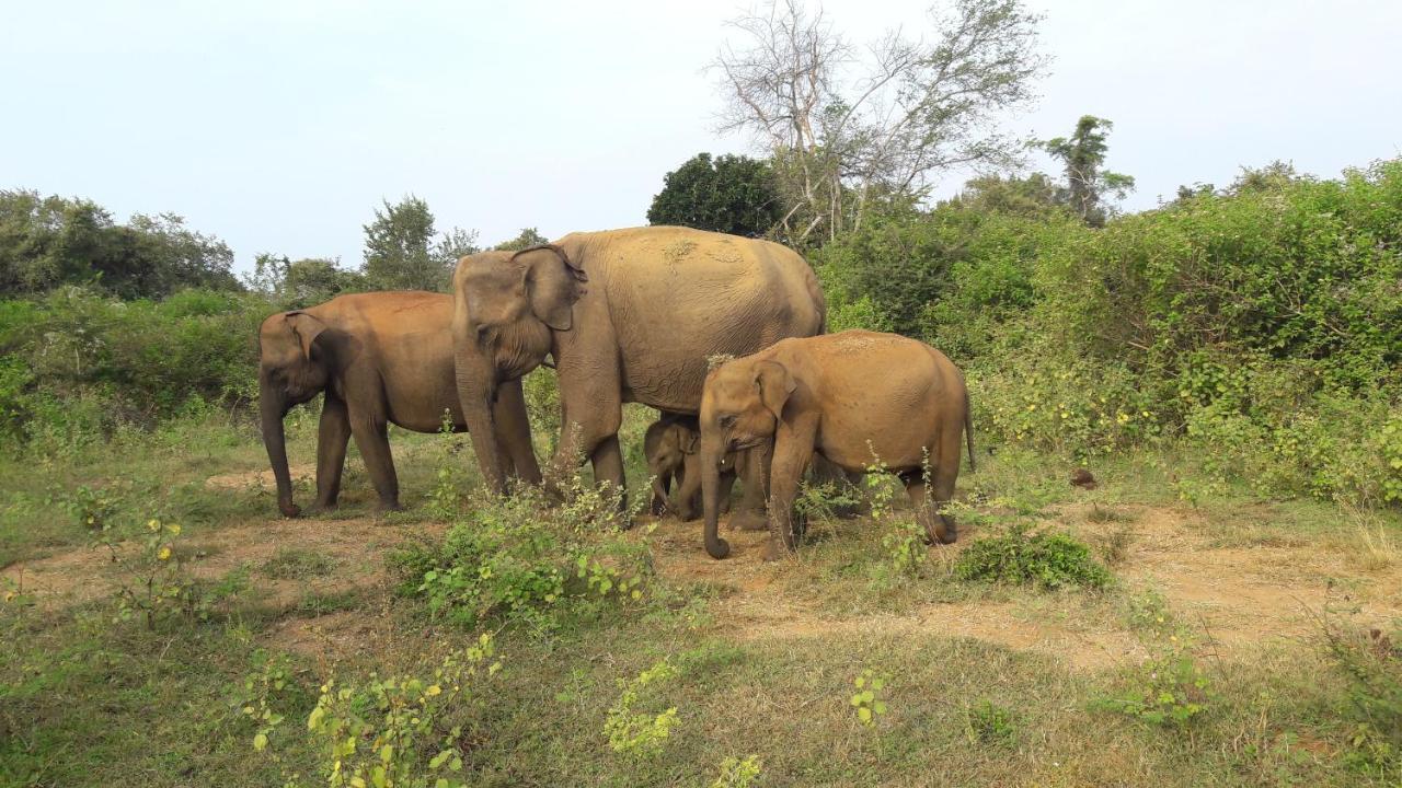 Tusker'S Paradise Safari Villa Удавалаве Экстерьер фото